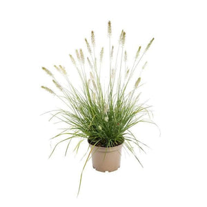 Pennisetum Grass (Green) – Pennisetum Alopecuroides growing in a garden with its vibrant green foliage and fluffy flower spikes.