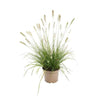 Pennisetum Grass (Green) -Pennisetum Alopecuroides - Pennisetum Grass (Green) -Pennisetum Alopecuroides - Plantsworld.ae