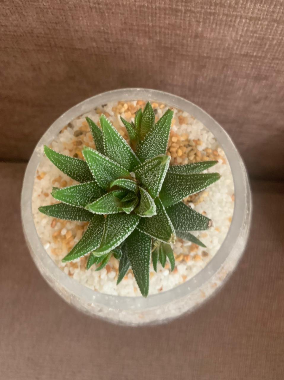 Haworthia Minima  in Fishbowl - Haworthia Minima  in Fishbowl - Plantsworld.ae