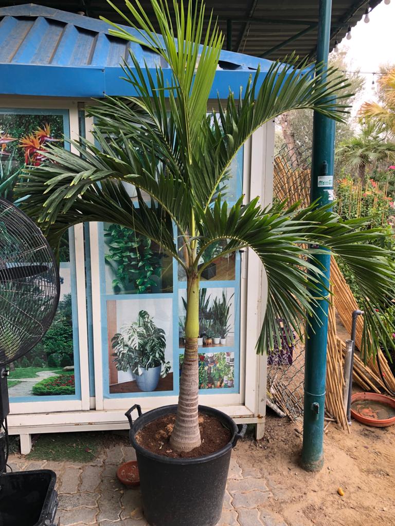 Veitchia Palm - "Manila Palm"