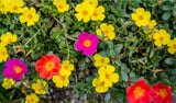 Moss Rose-Portulaca Grandiflora Outdoor Flowering Plant