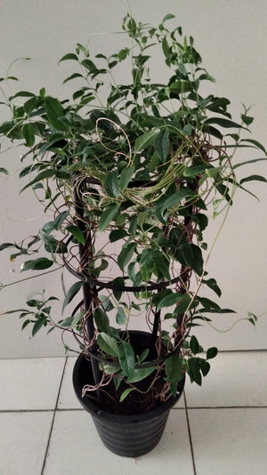 Golden Thryallis - Galphimia Speciosa - Plantsworld.ae