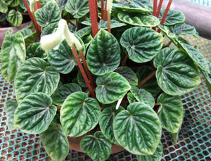 Peperomia Ripple – Compact Indoor Decorative Plant - Plantsworld.ae