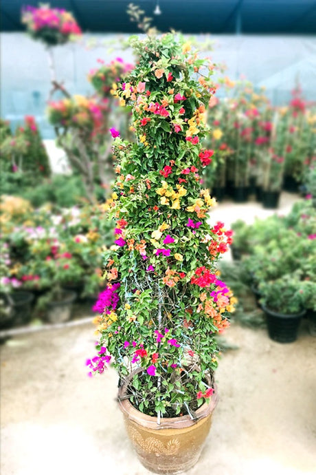 Mix Bougainvillea - Cone Shape flowering plant in full bloom – Buy colorful flowering plants online at PlantsWorld.ae