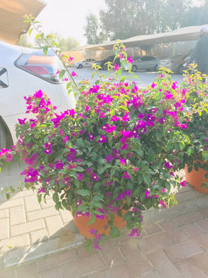 Bougainvillea Bushy - Paper Flower - Plantsworld.ae