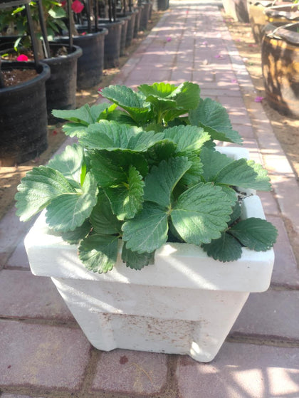 Strawberry-Fragaria-Ananassa - Outdoor Fruit Plant