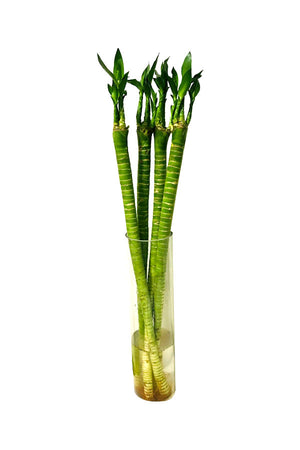 Tiger Bamboo In Glass Vase - Dracaena Sanderiana - Plantsworld.ae