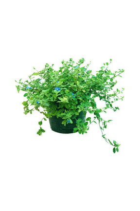 Dwarf Morning Glory - Evolvulus flowering plant with blue blooms in a garden setting, thriving under the sun.