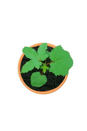 Okra Plant - Ladies Finger (Abelmoschus esculentus) with fresh green pods in a garden setting, perfect for home gardens in the UAE, available at Plantsworld.ae.