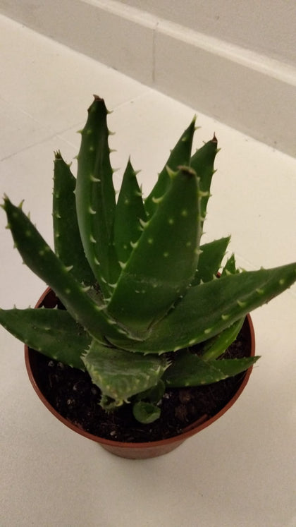 Short - Lived Aloe - Aloe Brevifolia