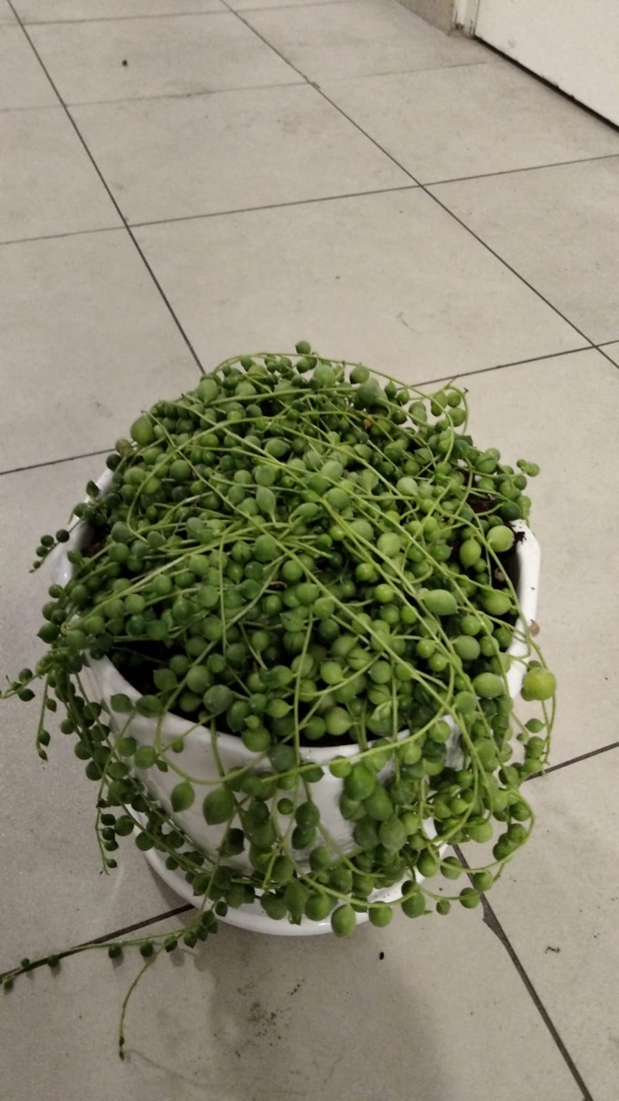 String Of Pearls - Succulent Plant
