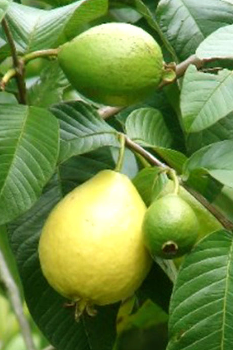 Guavenbaum – Psidium Guajava – Obstpflanze im Freien