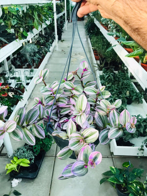 Tradescantia Nanouk - Tradescantia Albiflora 'Nanouk' - Plantsworld.ae