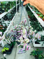 Tradescantia Nanouk - Tradescantia Albiflora 'Nanouk' - Plantsworld.ae