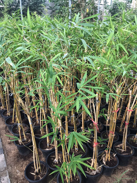 Gelber Bambus – Bambusa Vulgaris – hohe Pflanze im Freien