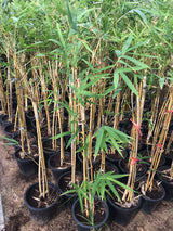 Yellow Bamboo - Bambusa Vulgaris - Outdoor Tall Plant