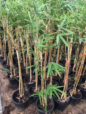 Yellow Bamboo - Bambusa Vulgaris - Plantsworld.ae