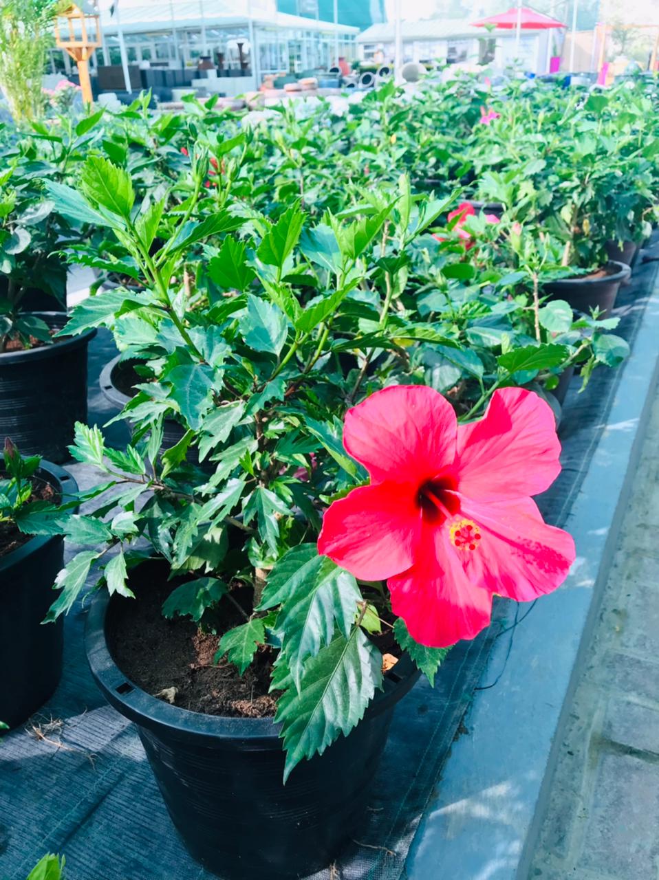 Hibiscus Malvaceae Outdoor Flowering Plant