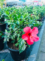 Hibiskus – Malvaceae – Blühende Pflanze im Freien