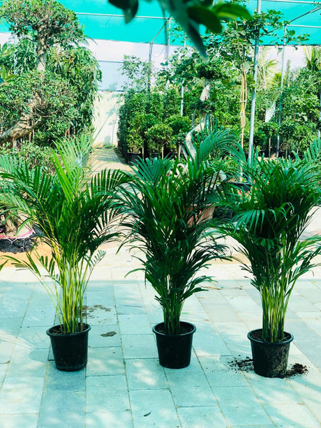 Deals Of The Week-Areca Palm Indoor-Indoor Palm Plant