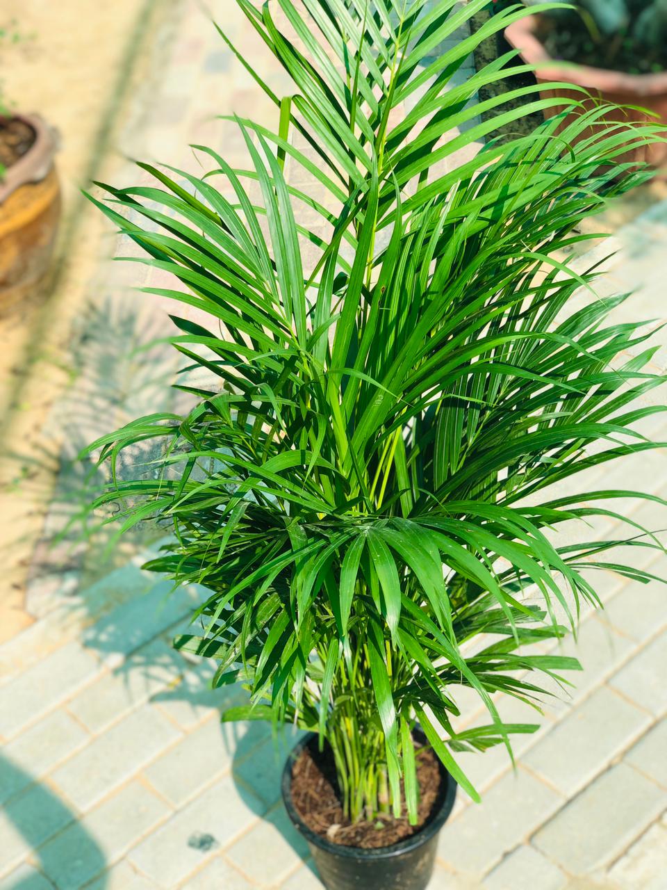 Deals Of The Week-Areca Palm Indoor-Indoor Palm Plant