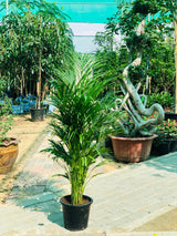 Deals Of The Week-Areca Palm Indoor-Indoor Palm Plant