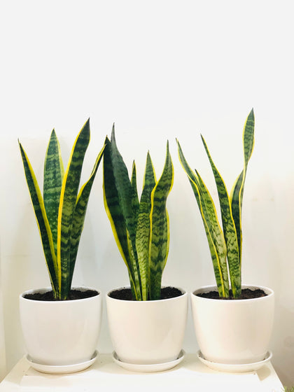 Deals Of The Week-Snake Plant-Set Of 3