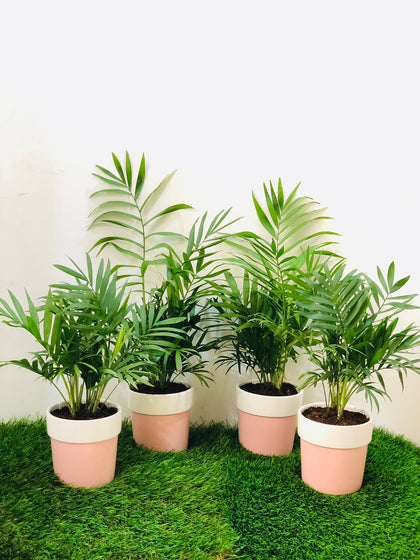 Deals Of The Week- Bamboo Palm- Set of 4