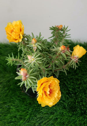 Moss Rose - Portulaca Grandiflora - Plantsworld.ae