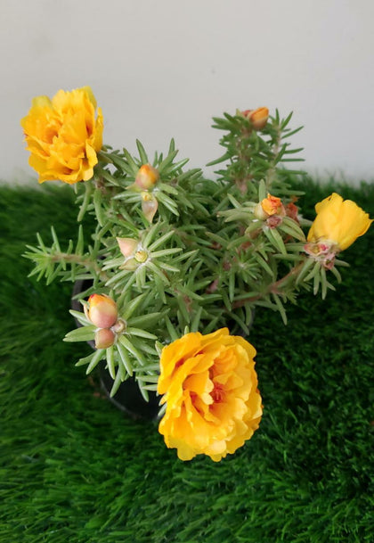 Portulaca Grandiflora - Outdoor Flowering Plant
