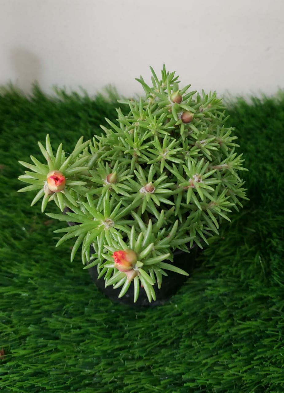 Portulaca Grandiflora - Outdoor Flowering Plant