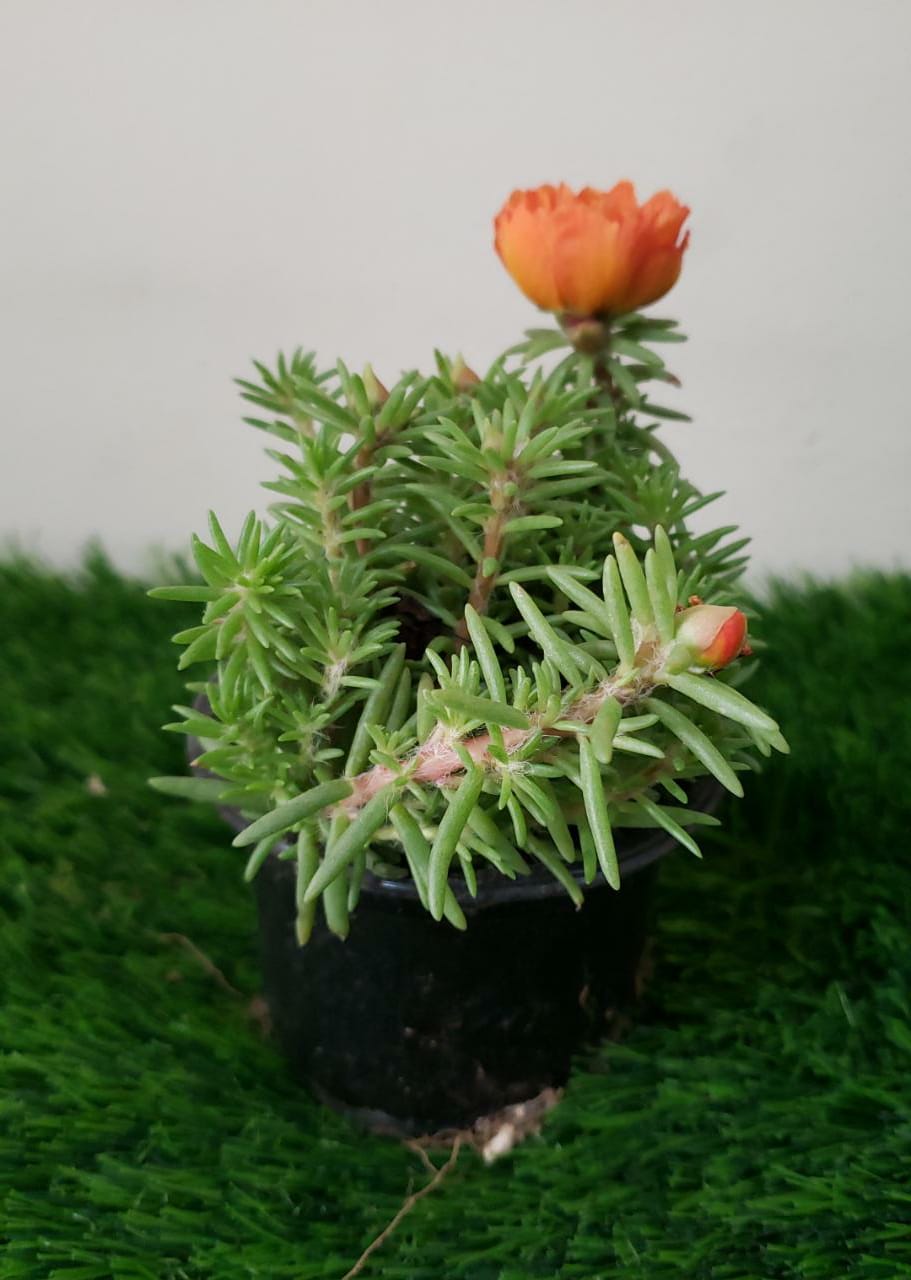 Portulaca Grandiflora – Blühende Pflanze im Freien