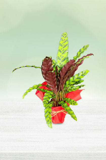 Women's Day & Mother's Day Gift - Calathe Lancifolia With Wrapped