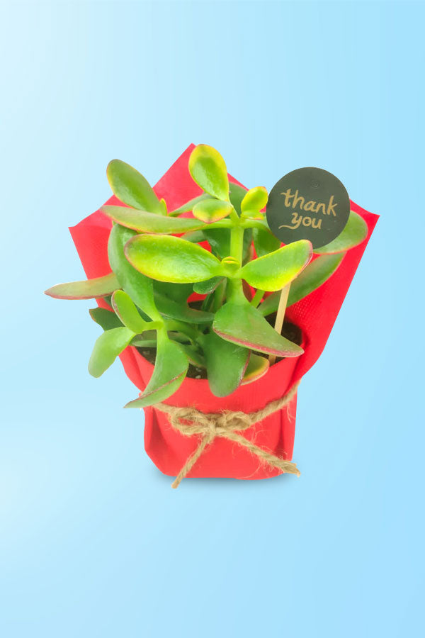 Women's Day & Mother's Day Gift- Crassula Ovata with Red Wrapped