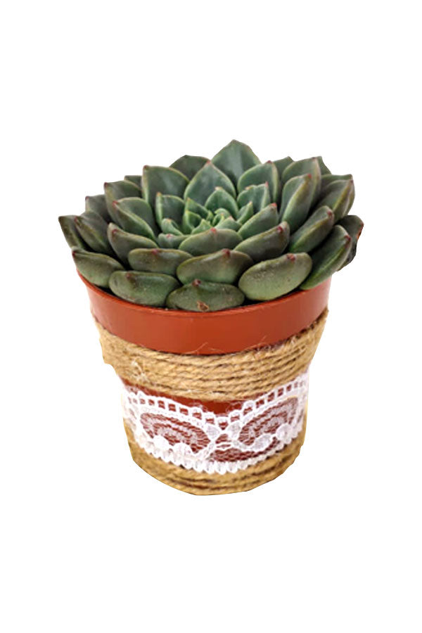 Women's Day & Mother's Day Gift-Echeveria OVR With Designing Pot