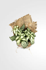 Women's Day & Mother's Day Gift-Fittonia-The Nerve  With Wrap