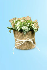 Women's Day & Mother's Day Gift-Fittonia-The Nerve  With Wrap