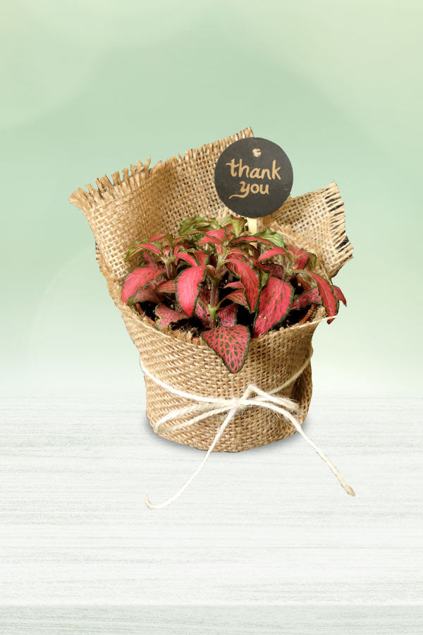 Geschenk zum Frauentag und Muttertag – Fittonia (rot) – Die Nervenpflanze mit Wickel