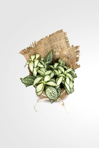 Women's Day & Mother's Day Gift-Fittonia-The Nerve  With Wrap