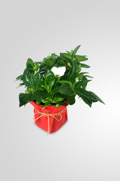 Women's Day & Mother's Day Gift- Gardenia with wrapped