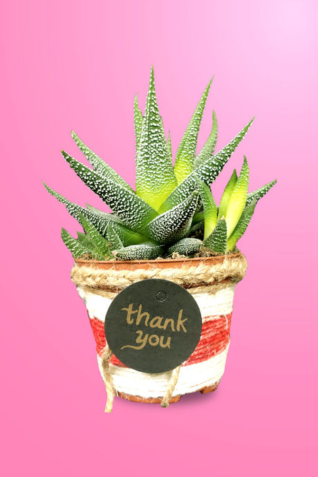 Women's Day & Mother's Day Gift -Haworthia With Designing Pot