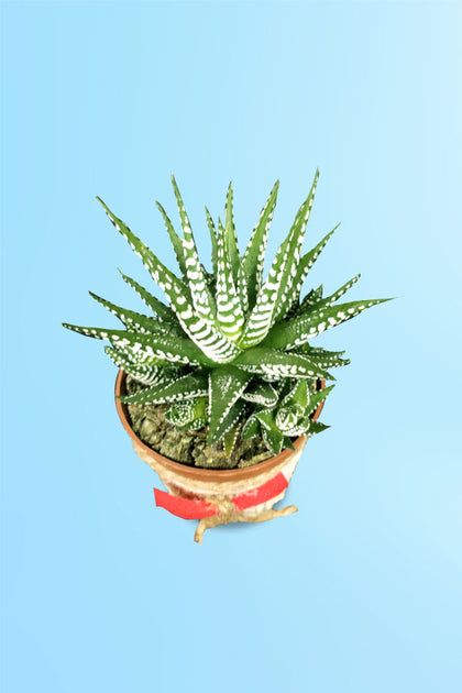 Women's Day & Mother's Day Gift-Haworthia with Designing Pot