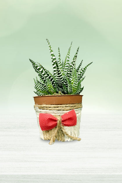 Women's Day & Mother's Day Gift-Haworthia with Designing Pot