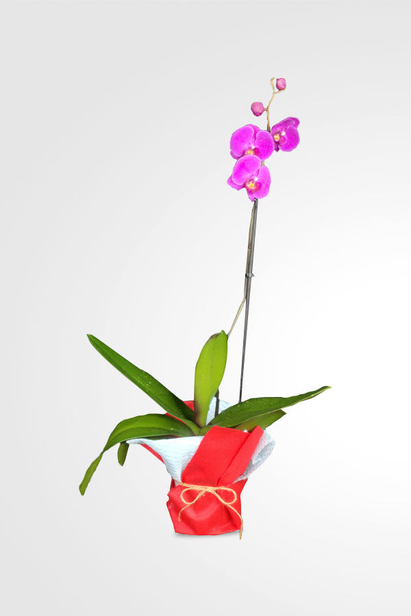 Geschenk zum Frauentag und Muttertag – Orchidee mit eingewickelt
