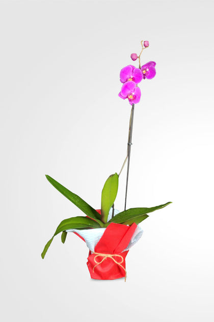 Women's Day & Mother's Day Gift -Orchid  With Wrapped