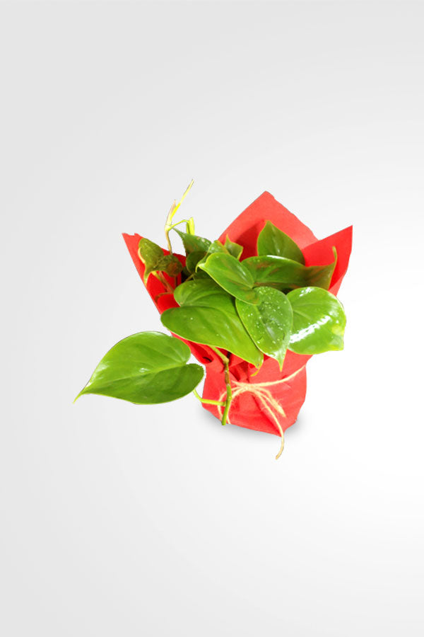 Geschenk zum Frauentag und Muttertag – Philodendron Scandens klein mit Verpackung