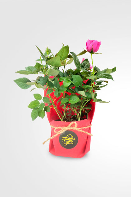 Women's Day & Mother's Day Gift- Pink Rose Indoor With Wrapped