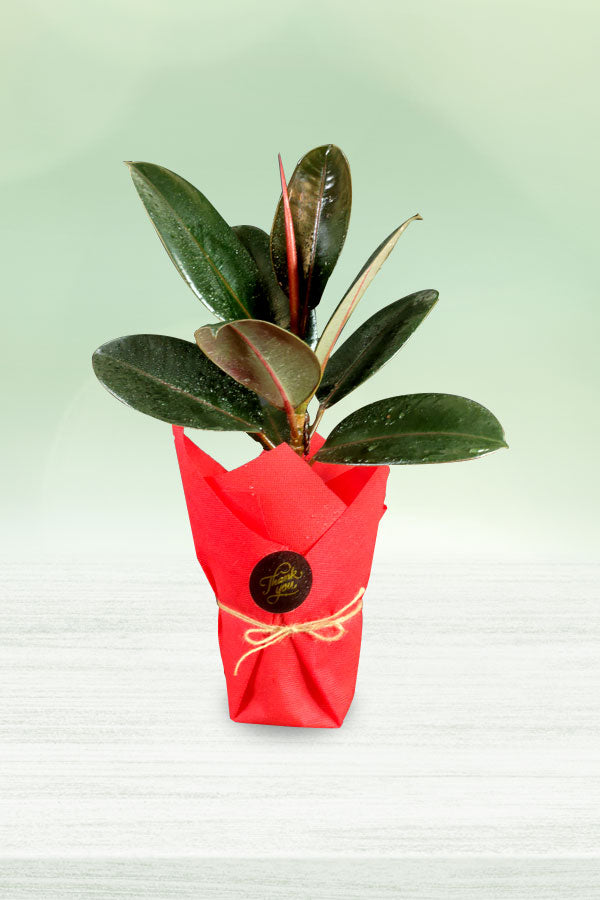 Women's Day & Mother's Day Gift- Rubber Plant with wrapped
