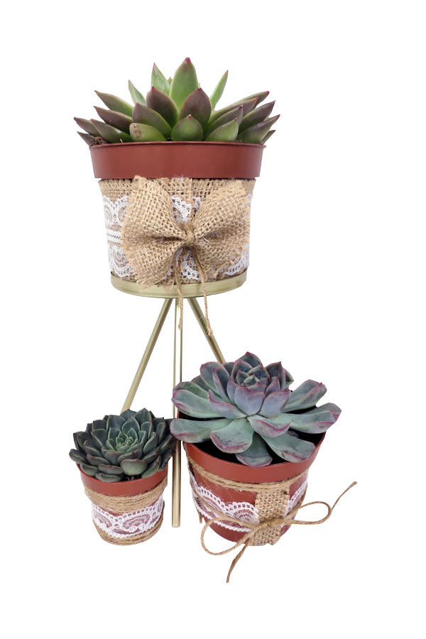 Women's Day & Mother's Day Gift-Set Of 3 Succulent with designing pot