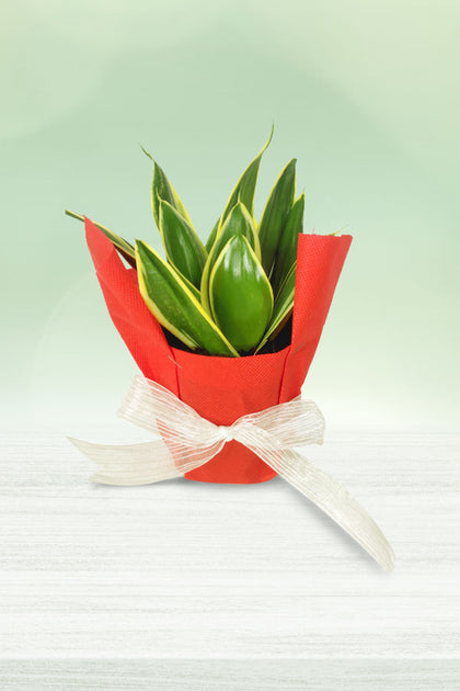 Women's Day & Mother's Day Gift- Snake Plant Mini With Wrapped